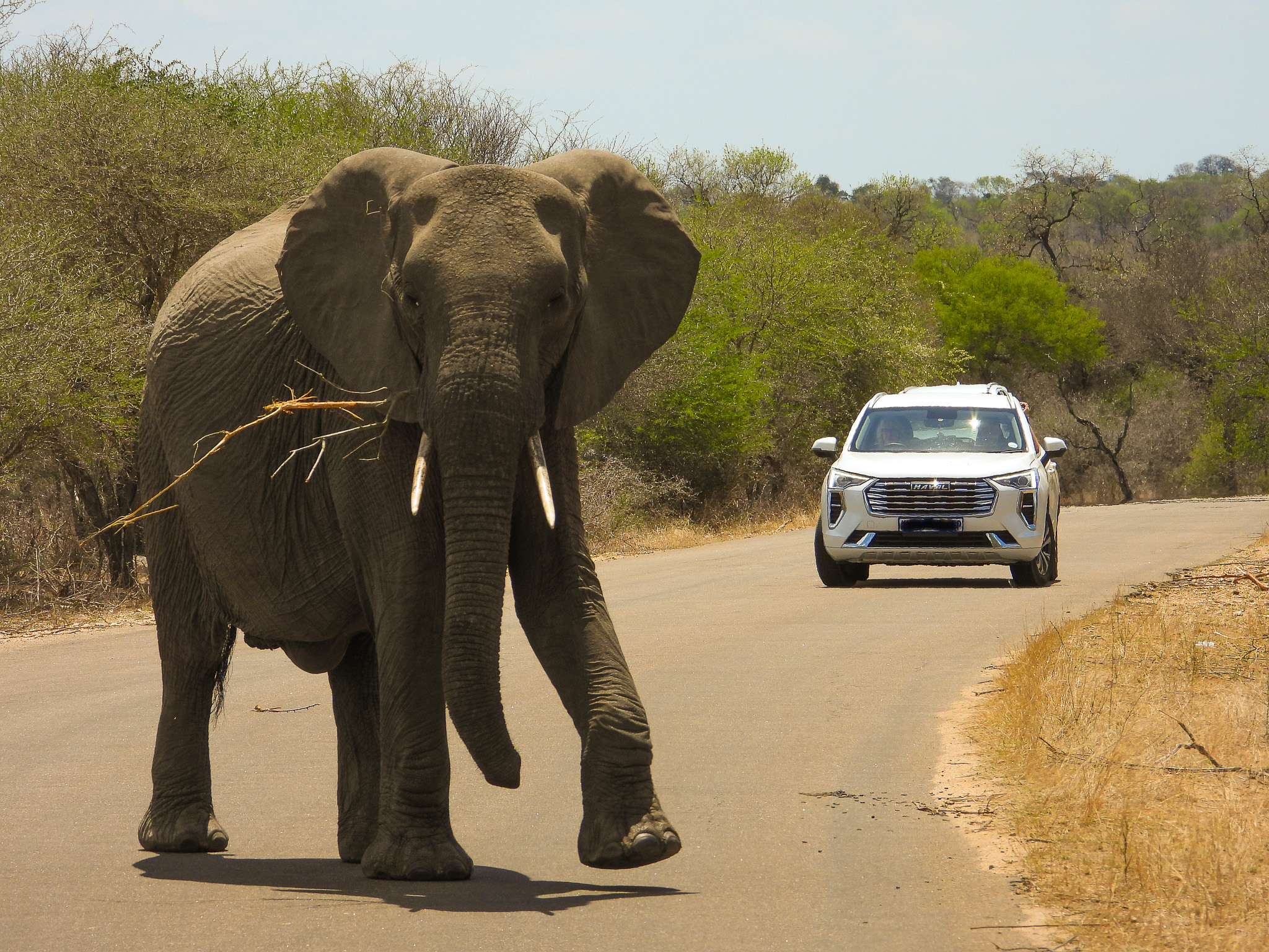 Kruger National Park: A First-Timer’s Safari Guide