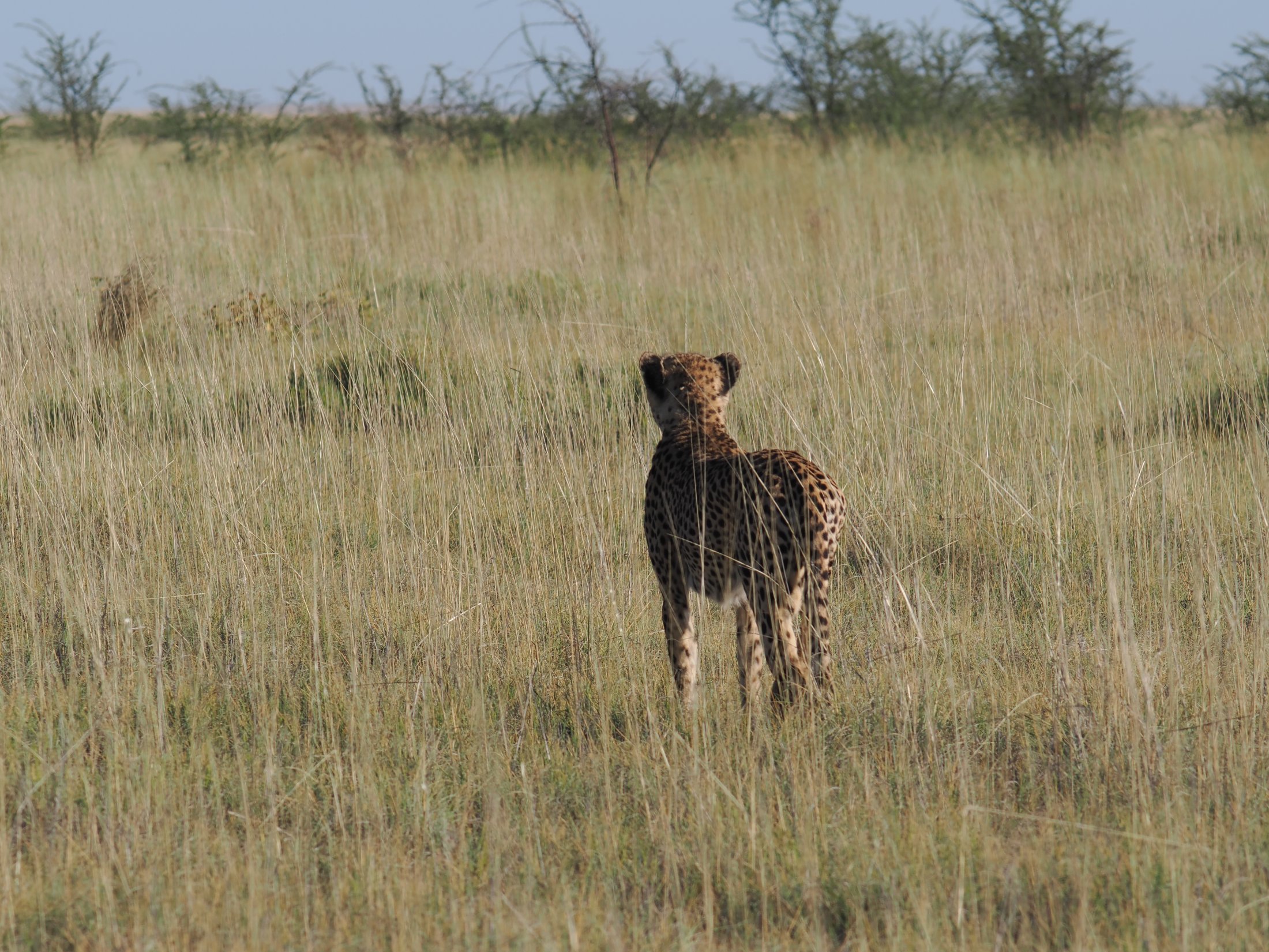 A cheetah standing alert in long grass in Etosha National Park, Namibia