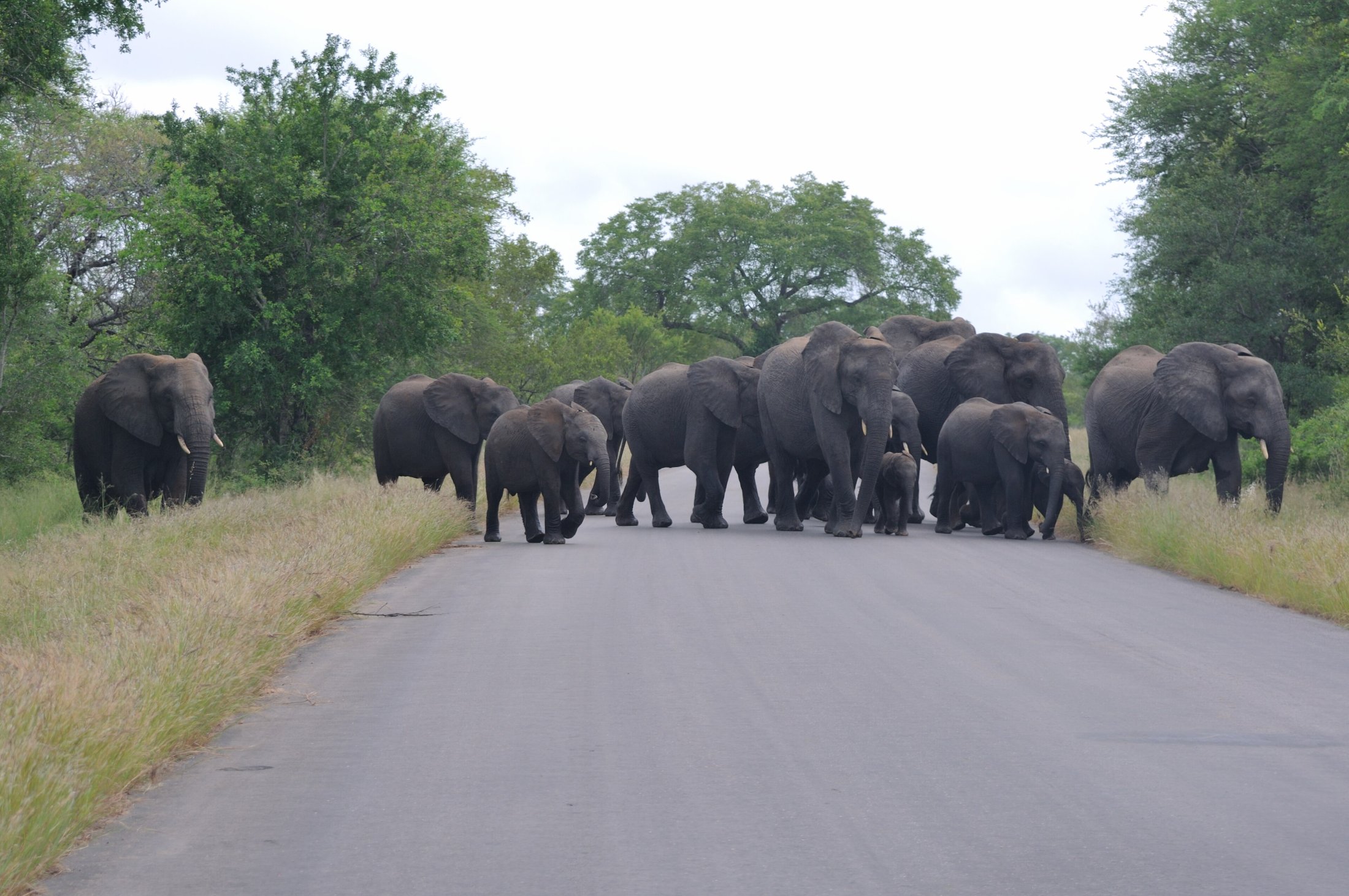 A breeding herd of elephants crossing a tar road in Kruger National Park