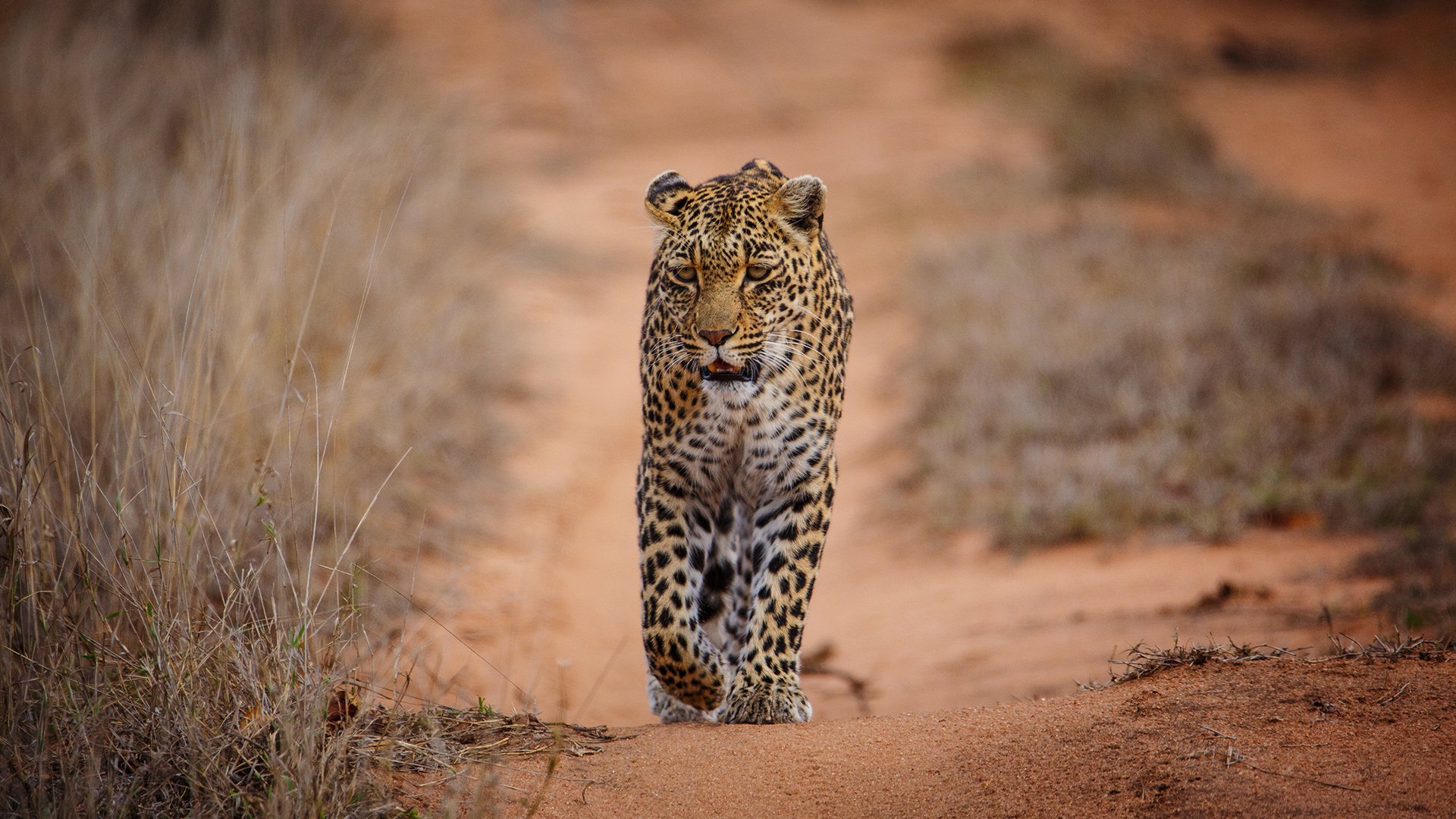 A leopard walking along a sandy track in the Sabi Sand, South Africa