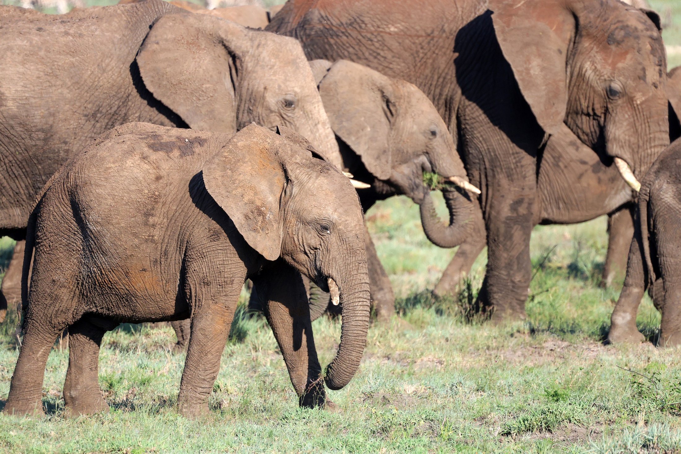 An elephant in Madikwe Game Reserve, North West Province, South Africa