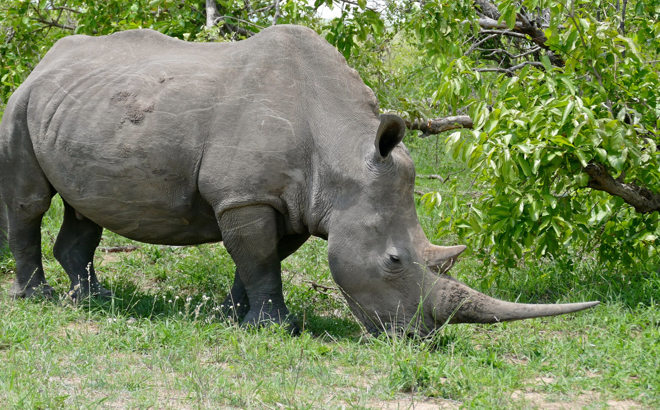 A white rhinoceros grazing, showing its broad square lip